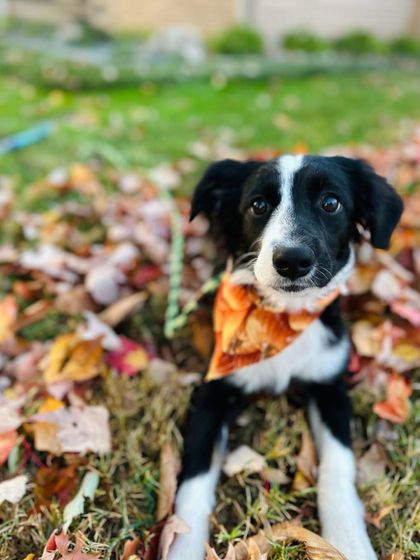 Tulsa Dog Trainer - Immersive Board & Train Programs Rescue & Adoption Spotlights photo 18