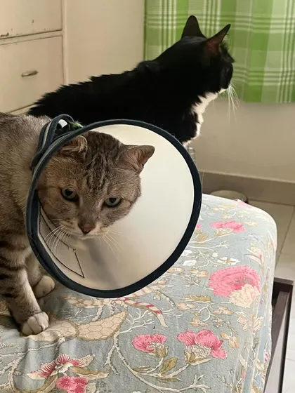 The two brothers, Magic and Kaali, sticking together. It's important to monitor cats with special needs, but also to let them have their normal, comforting routines.