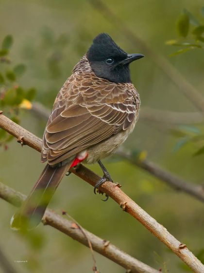 A perfect profile of a Red-vented Bulbul, showing its distinctive crest and the signature red patch under its tail. The soft feathers and alert expression give this common bird a majestic quality.