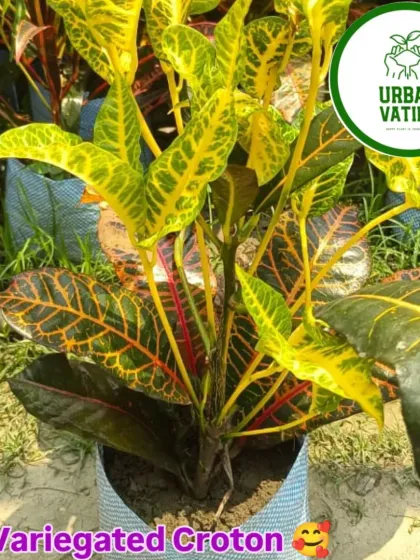 A Variegated Croton with bright yellow veins.