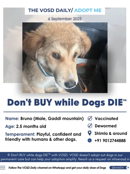 This is an example of our adoption amplification service. Bruno, a playful 2.5-month-old Gaddi puppy, was rescued in Shimla and needed a home. We help spread the word for dogs like him all across India.