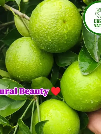 Close-up of fresh, juicy sweet limes growing in one of our orchards. We focus on producing high-quality citrus fruits.