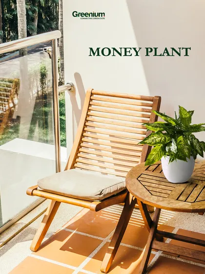 The Money Plant is a classic choice for any balcony. It's known for being easy to care for and is believed to bring good fortune, making it a popular addition to home gardens.