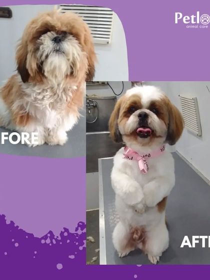 All set for a post-Valentine's date. This pup is looking fresh and ready for some love after their grooming session.