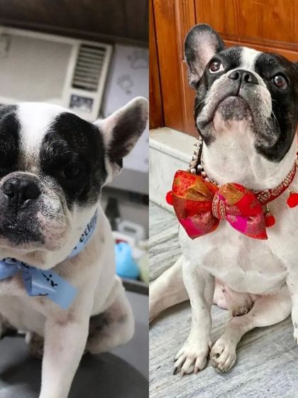 This French Bulldog is all set to slay, looking stylish in a festive bow after a grooming session.
