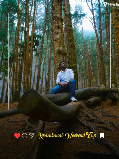 A man sits on a log in the middle of a dense pine forest in Kodaikanal. This picture captures the moody, cottagecore aesthetic of a weekend trip to the hills.