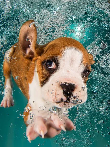 A repeat of this adorable boxer pup, because some faces are too good not to share twice. This shot perfectly captures puppy curiosity and determination.