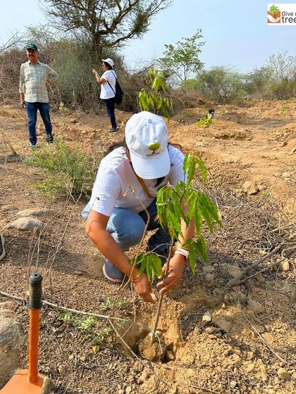 At a site with more challenging, rocky soil, a volunteer works hard to plant a larger sapling. Her determination shows the commitment our volunteers bring to every project.