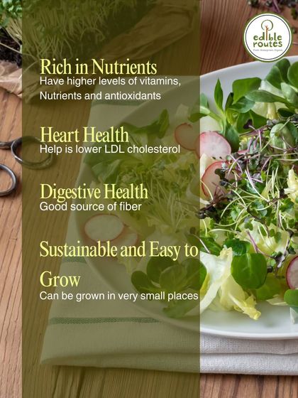 An informational graphic showing the many benefits of microgreens. They are rich in nutrients, support heart and digestive health, and are incredibly easy to grow in small spaces.
