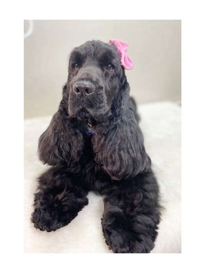 Furrybells Pet Grooming - Pet Grooming (Dogs & Cats) Breed-Specific Dog Styles photo 86