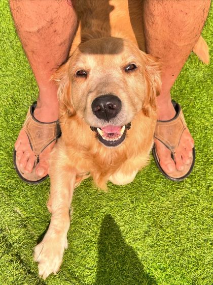 A dog's-eye view. This is how they see us, as part of their pack, their family.