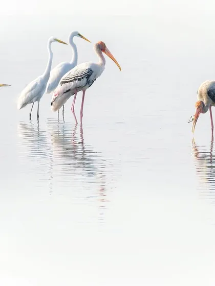 This moment was pure comedy and drama, which I call 'Shock & Awe'. A painted stork secures a fish while its colleagues, both egrets and another stork, look on in disbelief. Capturing such interactions is about being observant of the story unfolding before you.