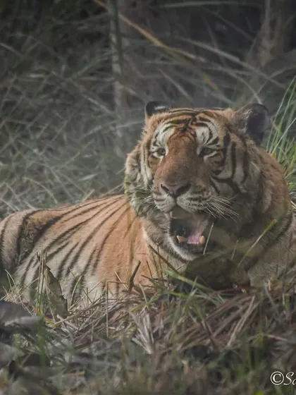 My Sunday mood perfectly captured by this sleepy tiger in Kishanpur Wildlife Sanctuary. After a long week of patrolling and hunting, even the mightiest predators need their rest.