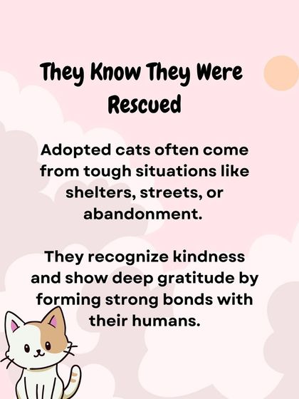 Oh My Dawg - Animal Welfare & Adoption Services Our Adoption Drives photo 40