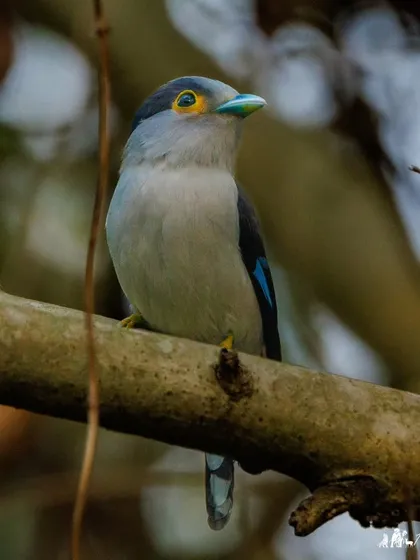 The Silver-breasted Broadbill, a striking bird with a black cap, silver breast, and bright blue and black wings.