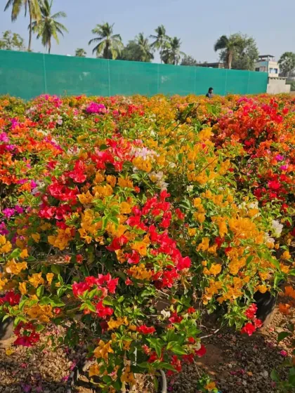 A vibrant field at my nursery filled with Bougainvillea in shades of yellow, orange, and red, showing the health and density of my plant stock.