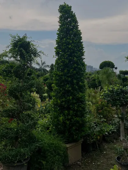 Yeh cone-shaped Ficus hai, jo gate ke paas ya boundary ke liye ek accha option hai. Yeh aapke garden ko ek formal look deta hai.