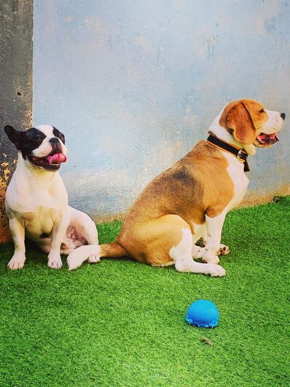 Becky's Bow Wow House - Dog Daycare Our Playground & Pack photo 41