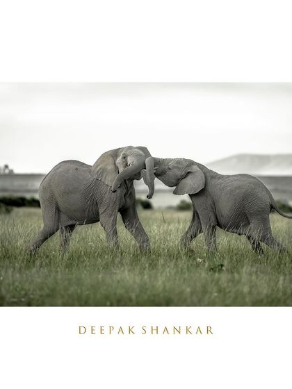 A test of might. These two young elephants are locked in a playful battle, a dance of strength that prepares them for the future. It’s a beautiful, energetic moment from the wild.