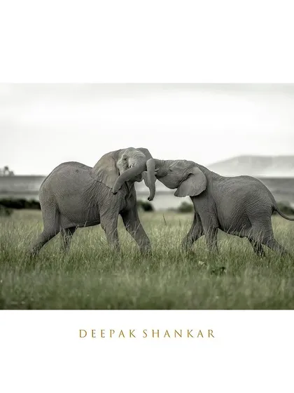 These images further celebrate the giants of Africa. From the gentle giants like giraffes and elephants to the striking patterns of zebras, each photo tells a story of life on a grand scale.