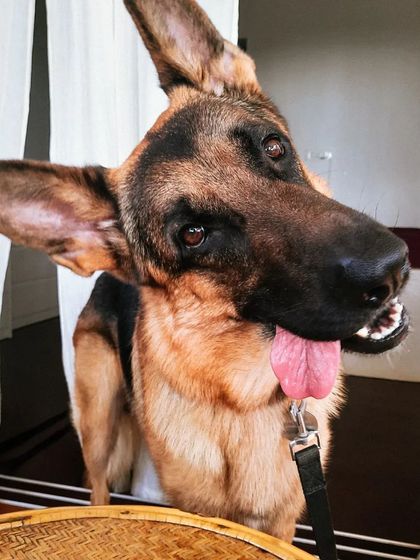 I can never get enough of his adorable head tilts. It's one of the many ways he communicates with me, showing he's engaged and listening.