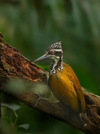 A Greater Flameback woodpecker, similar to the Lesser Goldenback but with a different crest pattern, clings to a tree.
