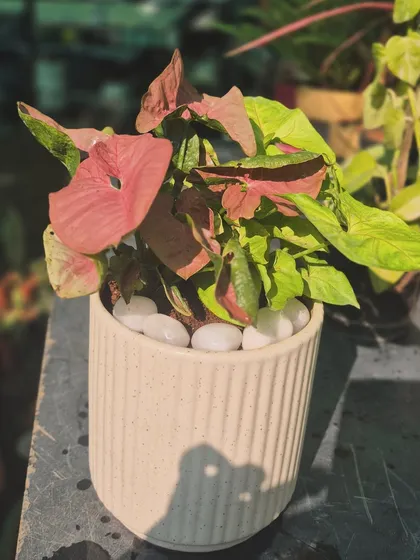 The right company makes everything bloom. Here, two shades of Syngonium create a dramatic and beautiful effect in a simple, elegant ceramic pot, perfect for adding a splash of color to your home.