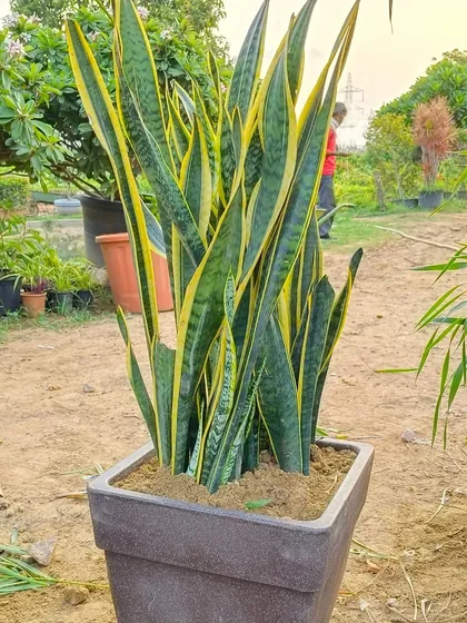 A large, floor-standing Snake Plant. This makes a bold, modern statement and is perfect for a corner spot. It thrives on neglect, so it's great for busy people.