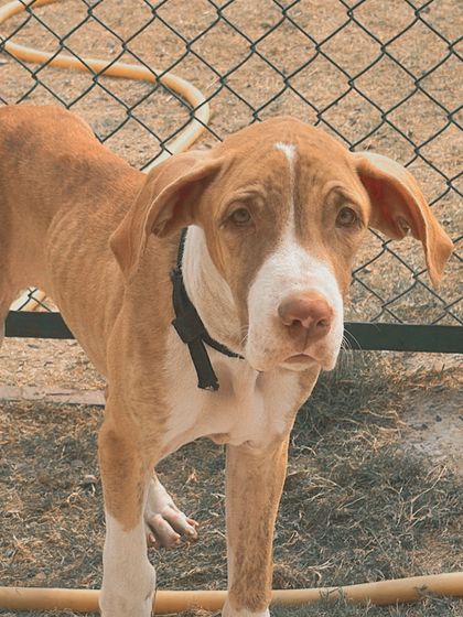 This is Angel, who we rescued on Diwali night. She was adopted but came back to us. She has a sad look in her eyes but is the sweetest girl.