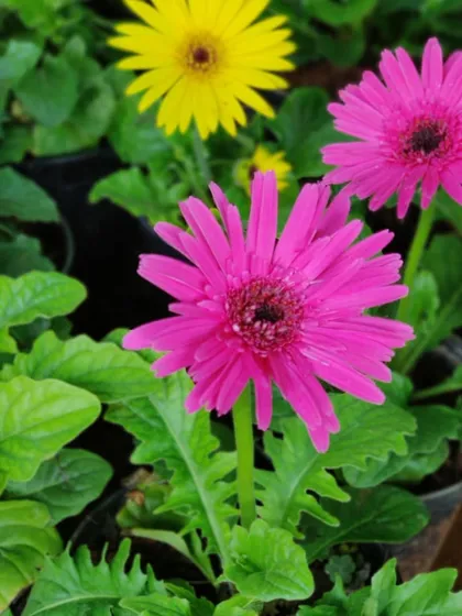 Here you can see the variety of colors I offer. This bright pink Gerbera looks wonderful next to the yellow one, showing how you can mix and match them.