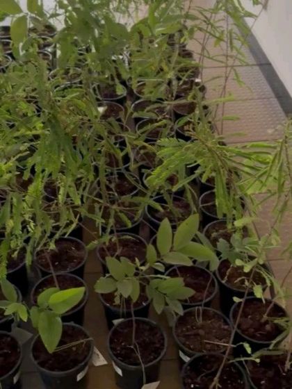 A glimpse of the saplings ready to be given away during our Environment Day drive. Each one is a promise of a greener tomorrow.