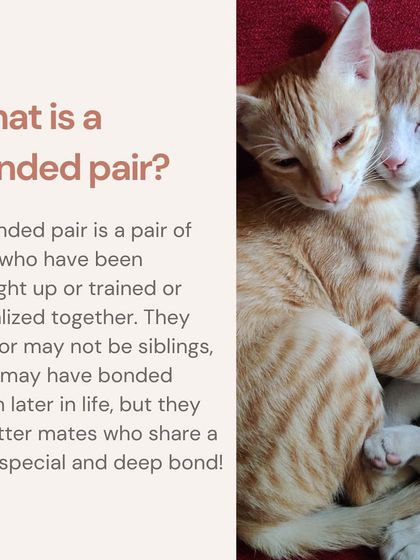 What is a bonded pair? It's two cats who have a special, deep bond. They may be siblings or may have bonded later in life, but they are litter mates who belong together.