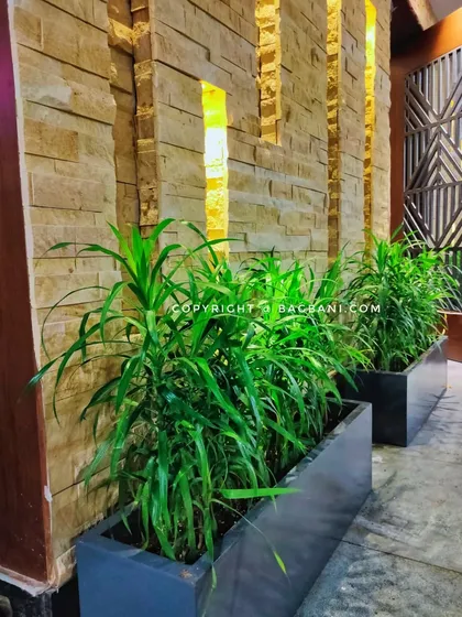 Sleek, modern planters with lush Dracaena plants, perfectly complementing a contemporary indoor space. We help you choose the right indoor plants and planters that not only purify the air but also enhance your home's interior design.