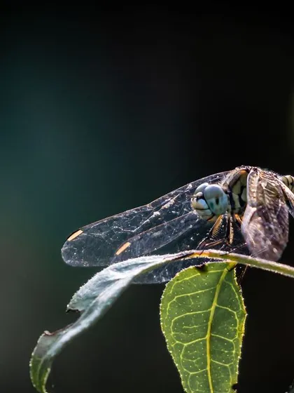 A dragonfly rests on a leaf, its delicate wings shimmering in the light. The dark, out-of-focus background helps to isolate the subject and highlight its fragile beauty.