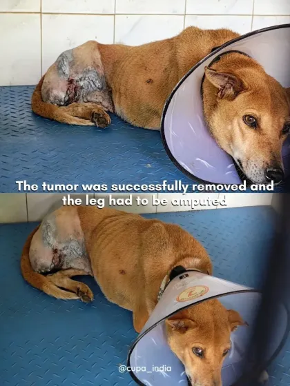 Cupa - Emergency Animal Rescue & Treatment Dog Rescue & Recovery Stories photo 14