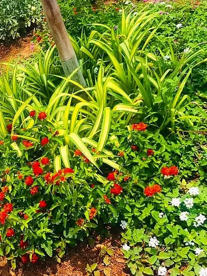 This combination of red Lantana, white Tridax, and variegated spider lily creates a vibrant, multi-colored groundcover that is both beautiful and hardy, perfect for Chennai's climate.