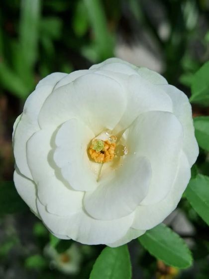 Bhardwaj - Urban Gardening Consultation A Riot of Colorful Flowers photo 193