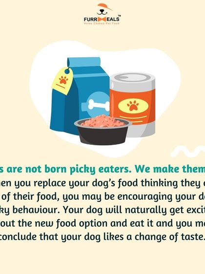 Dealing with a picky eater? This series explains why dogs become fussy, how their sense of smell is more important than taste, and the steps you can take to break the cycle of picky eating.