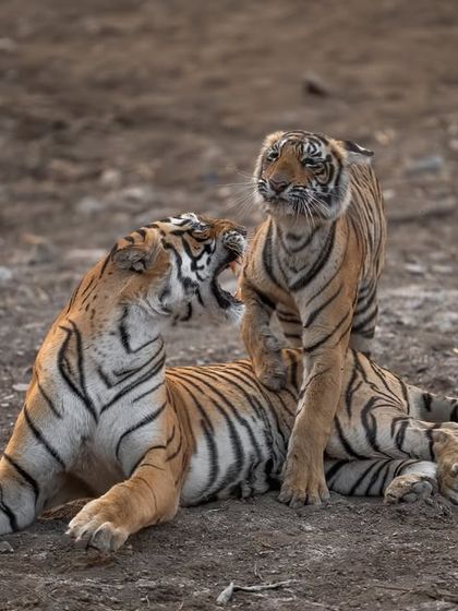 A moment of affection and discipline between a tigress and her cub. These interactions are crucial for teaching the young ones the rules of survival.