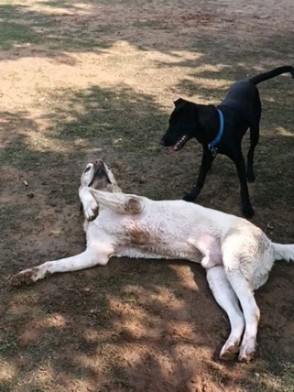 After a good game, this Labrador enjoys a roll on the ground while his friend looks on.
