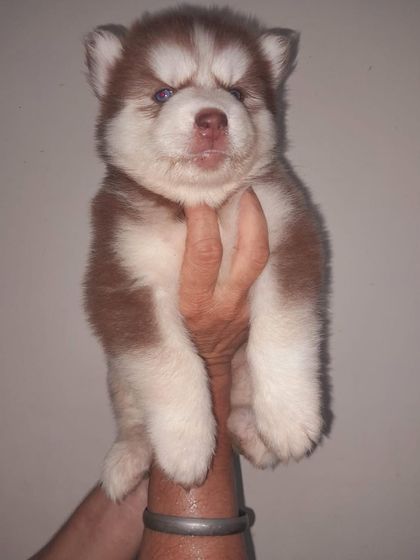 A close-up of the red woolly coat male Husky, showing his confident expression and healthy build. This is not a cheap quality pup; he is a premium example of the breed.