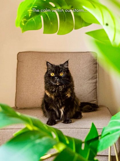 Pawparazzi By Prathima - Pet Milestone Photography Just for Cats photo 4