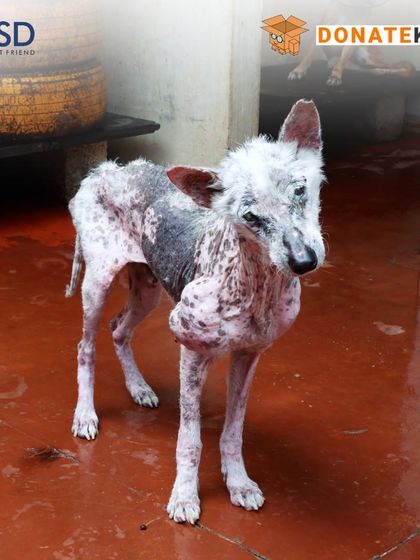 This dog is suffering from a severe skin condition, likely mange. We treat hundreds of such cases, which require months of medicated baths, proper nutrition, and care to heal.