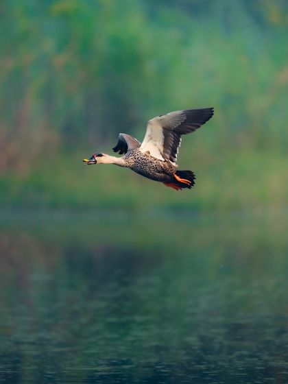 An Indian spot-billed duck in mid-flight over the water. The reflection and the blurred green background give a sense of speed and movement.
