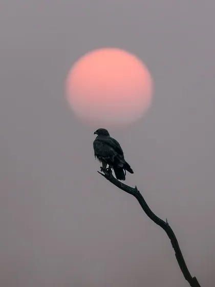A silhouette of a raptor perched on a branch against a large, red setting sun at Taal Chhapar. The misty, golden grasslands create a serene and poetic atmosphere.