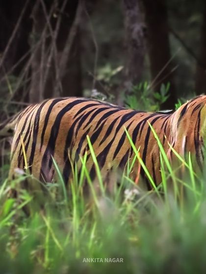 A powerful shot of a tiger, a keystone species essential for the health of our ecosystem. I am committed to promoting responsible wildlife tourism that supports conservation efforts.