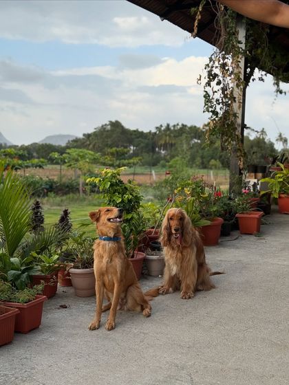 Posto and his new friend enjoying the open space and fresh air at the farm stay near Nandi Hills.