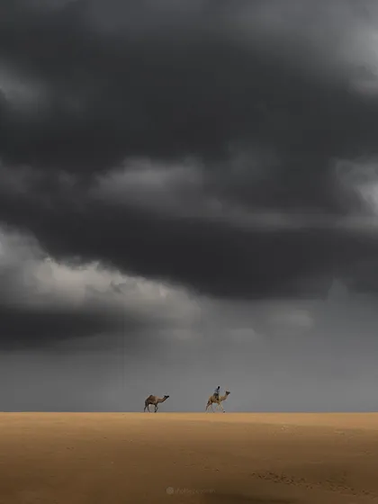 A dramatic shot of camels in the desert under a dark, stormy sky. A powerful and minimalist composition from my 2023 archives.