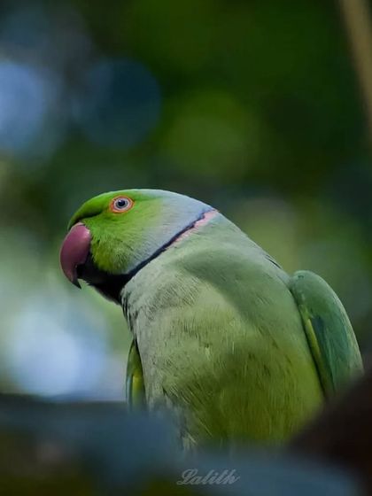 Lalith - Wildlife & Nature Photography Bird Portraits: Up Close & Personal photo 47