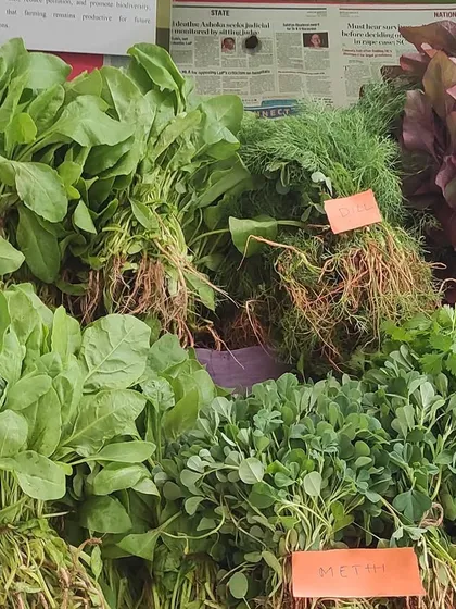 A vibrant and fresh harvest of our organic leafy greens. This assortment includes palak, methi, dill, and amaranthus, all grown in open fields with natural manure and ready to bring nutrition to your meals.
